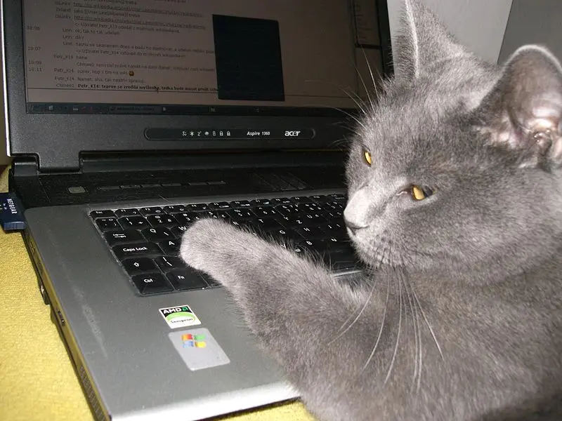 Business cat using a laptop to write code for CodeSail