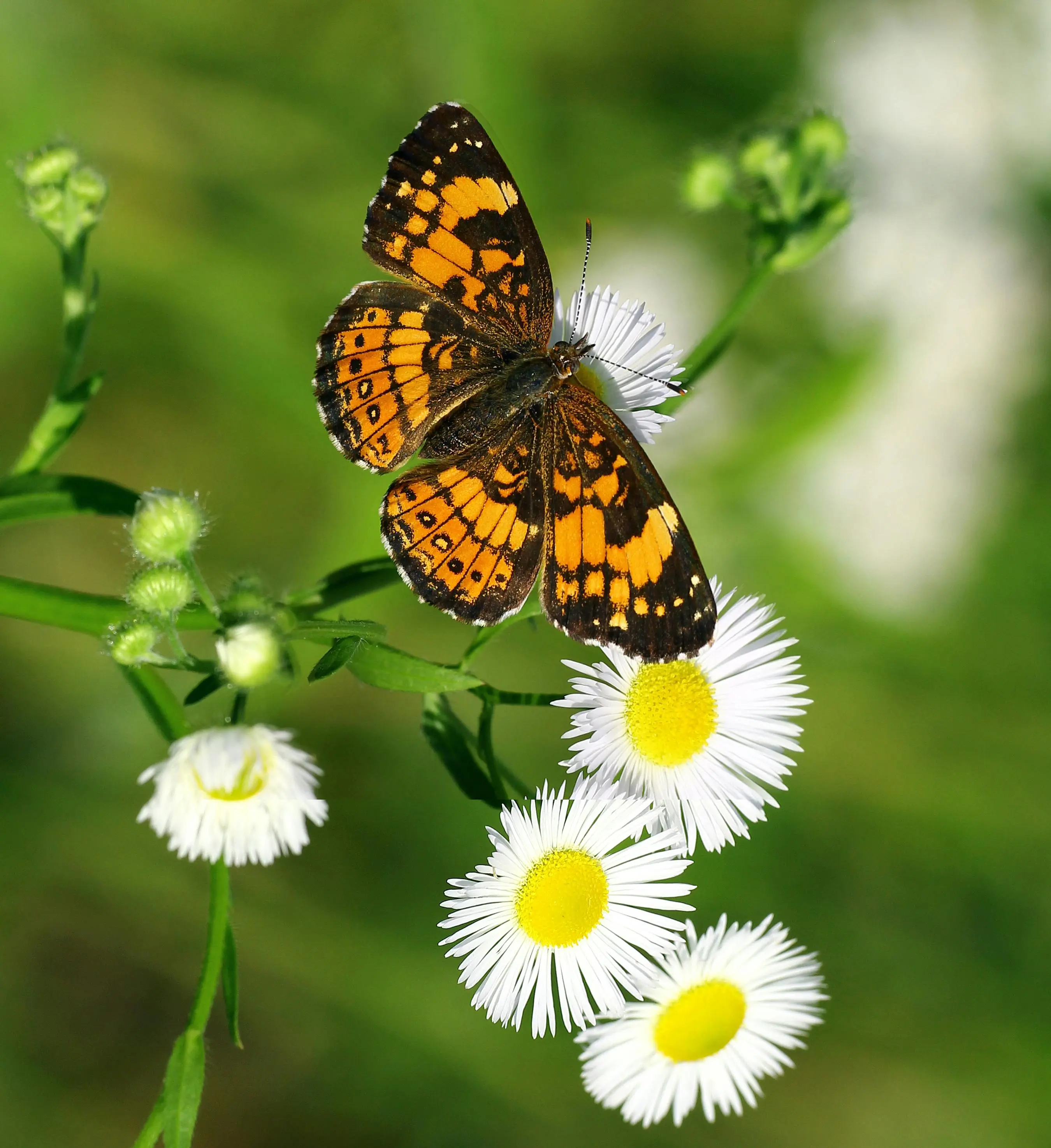 Yellow butterfly flying past sunflowers