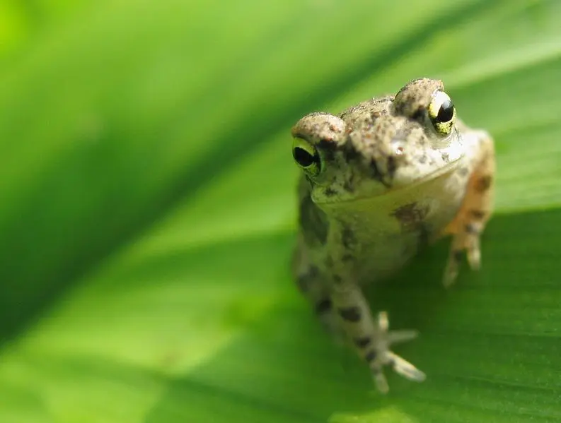 Frog sitting on a lilly pad for the Froggy Frolic game at CodeSail