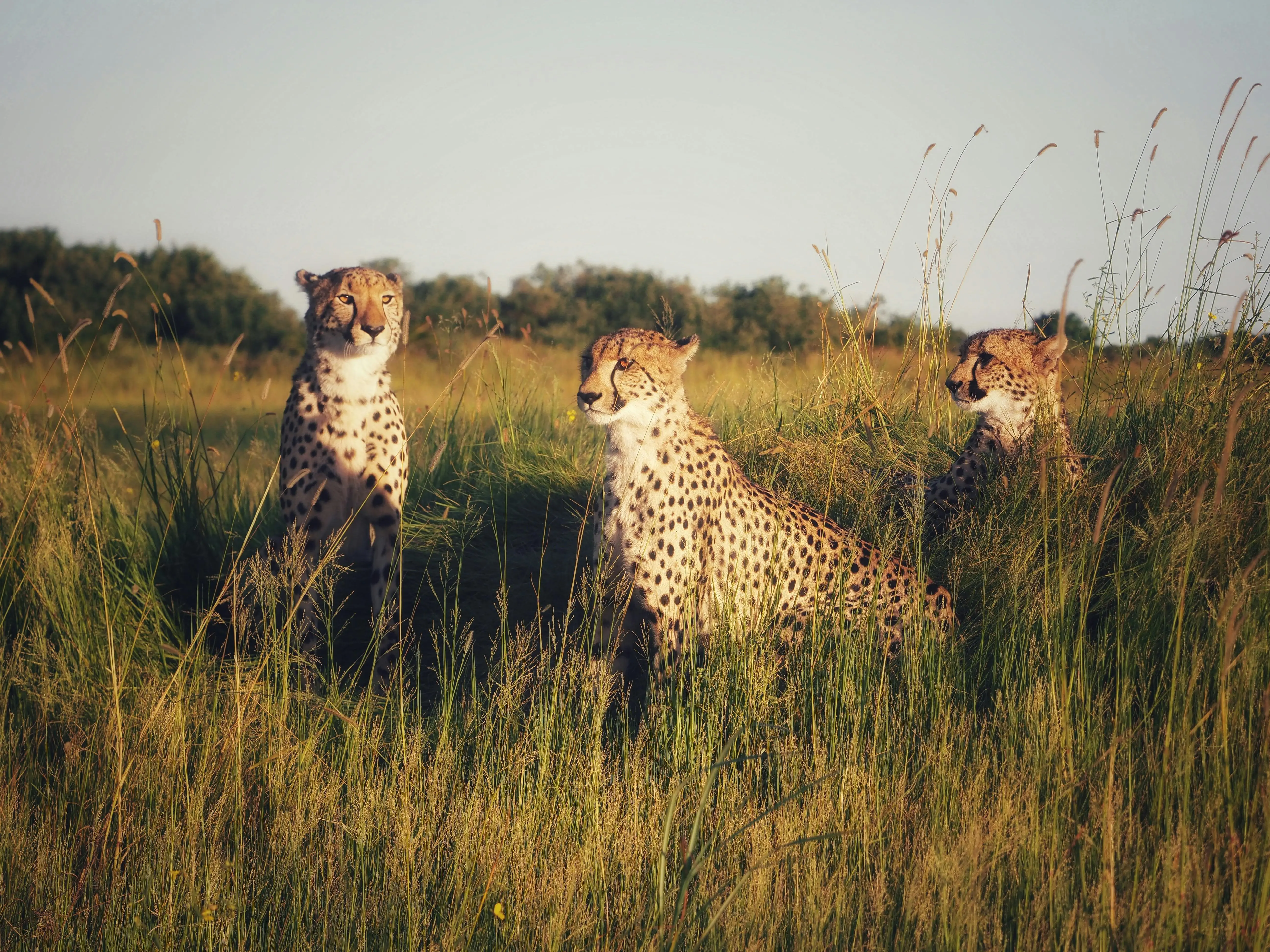 3 Cheetas sitting amongst the grass