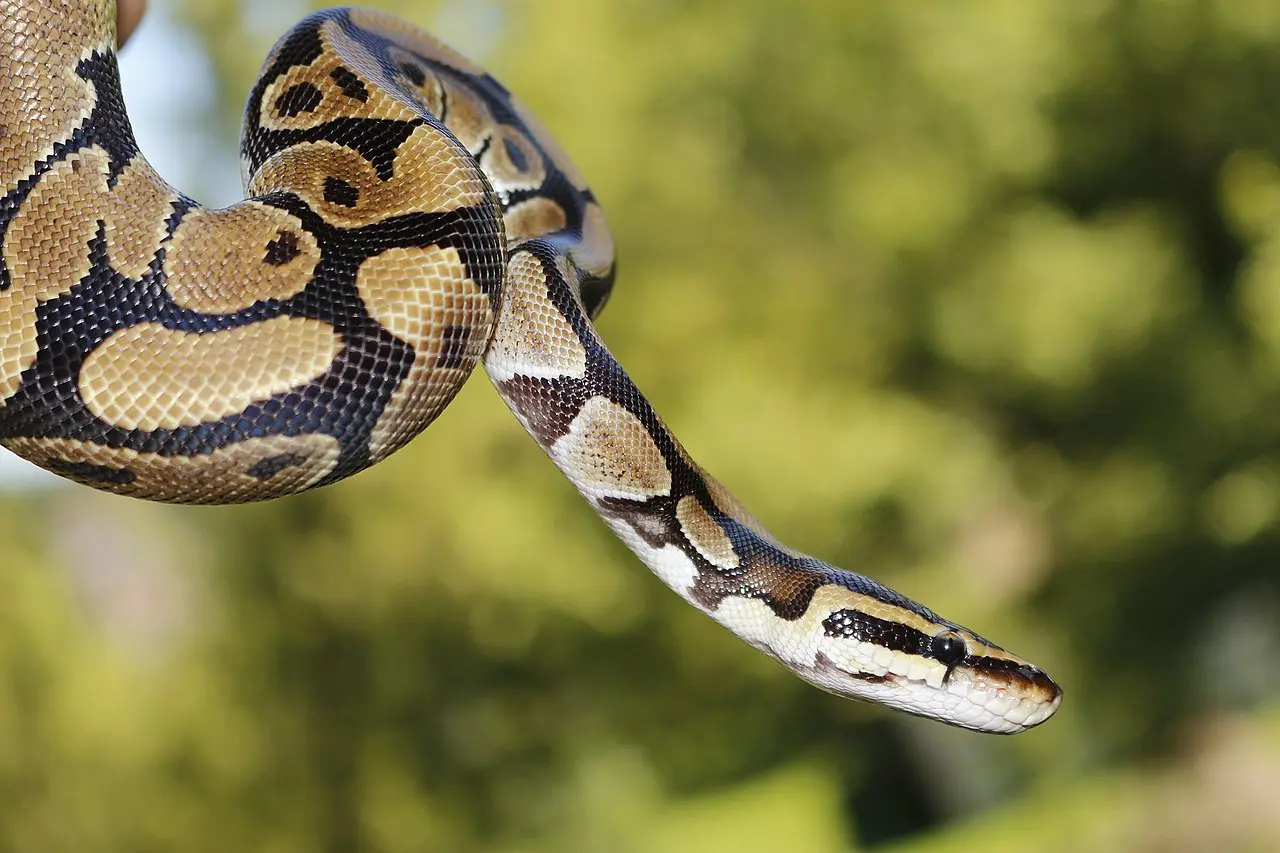 Python snake ready to attack