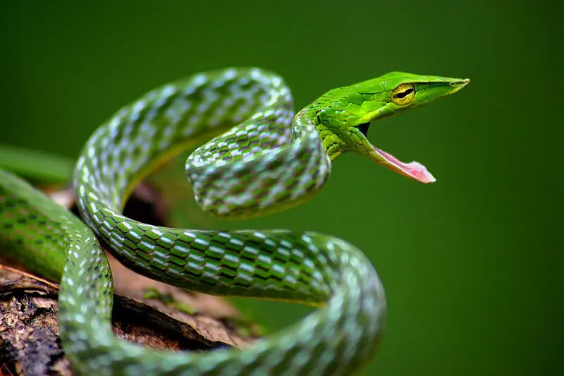 Snake using a mouse to write code for CodeSail